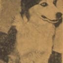 Tuffy als Tuffie (as Tuffie the Dog)