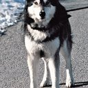Jed als White Fang (uncredited)