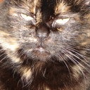 Gojira Cat als Gojira
