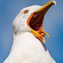 Mouette als Mouette