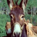Number Seven als Burro