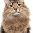 Tonic the Cat als Bud