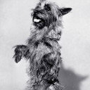 Terry als Joe's Dog Rainbow (uncredited)