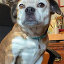 Dorothy the Dog als Sandy