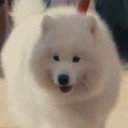 Diamond Loutsis als Diamond the Dog