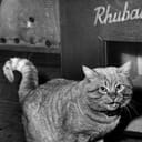 Orangey als Rhubarb (uncredited; one of 14 cats in the role)