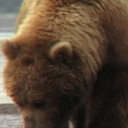 Saturn the Bear als Self (archive footage)