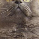 Monstro Cat als Monstro