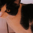 Gustavinha als Gato