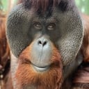 Sam the Orangutan als Mr. Henderson (uncredited)