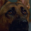 Primo the Dog als Thor