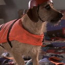 Dog als Mr. Belvedere (uncredited)