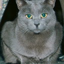 Slavko (Aki) the cat als Himself