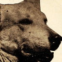 Lightning the German Shepherd als Lightning - the Dog