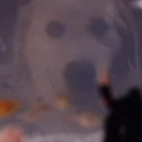 Thor als Pirate Dog