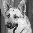 Ace the Wonder Dog als 