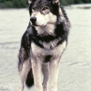 Jed the Wolfdog als Wolf