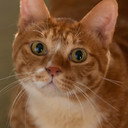 금동이 als Meowmeow