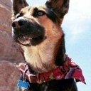 Sadie als Dale Dierker's Dog (uncredited)