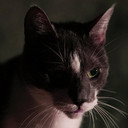 Kitty als Kitty