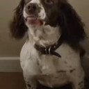 Rosa the Dog als Fanny