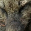 Iris the Fox als Self (archive footage)