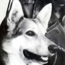 Cão King als Lobo