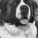 Chris the Dog als Beethoven