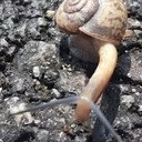 Snail als Self