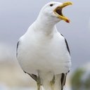 Sully Seagull als Sully "Steven" Seagull
