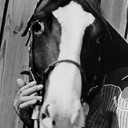 Champion als Champ, Gene's Horse