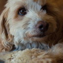 Birba als The Truffle Hunting Dog