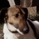 Chainsaw als Chainsaw the Fox Terrier