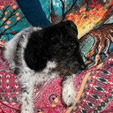 Buddy the punk-dog als As themselves