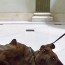 Dog (uncredited) als Marshall