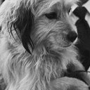 Benjean als Stray Dog (uncredited)