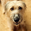 Rosie the Lurcher als Good Girl