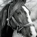 Champion Jr. als Champ