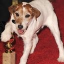 Uggie als Queenie