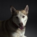 Raimi Mendigorin als Siberian Husky