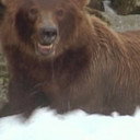 Bear 141 als Self (archive footage)