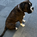 Mr Darcy als Himself
