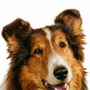 Lassie als Lassie the Dog