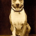 Luke the Dog als 