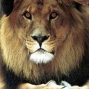 Bongo the Lion als Lion (uncredited)