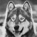 Jed the Wolfdog als Dog Thing (uncredited)