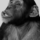Tamba als Tamba the Chimp