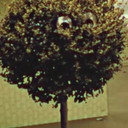 Bosso Magnol als Albero con Faccia