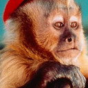Finster als Monkey (uncredited)