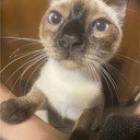 Capuccina Castilla Rivero als Gato